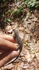 Anolis mccraniei