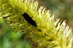 Dichelotarsus piniphilus