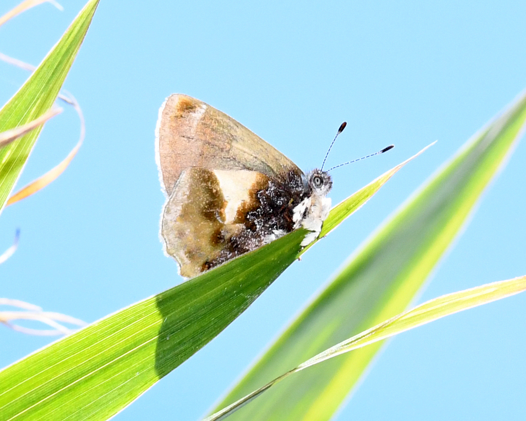 Rhamma familiaris