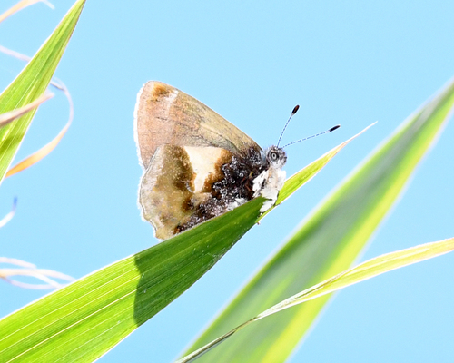 Rhamma familiaris