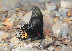 Papilio forbesi