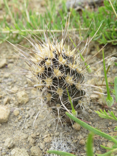 Pterocactus fischeri