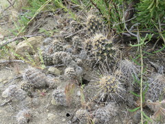Pterocactus fischeri