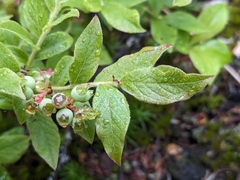 Vaccinium myrtilloides image