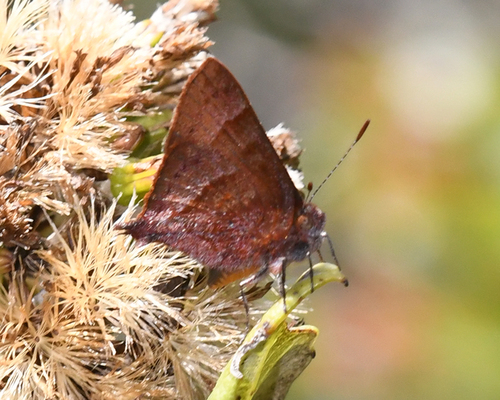 Penaincisalia atymna