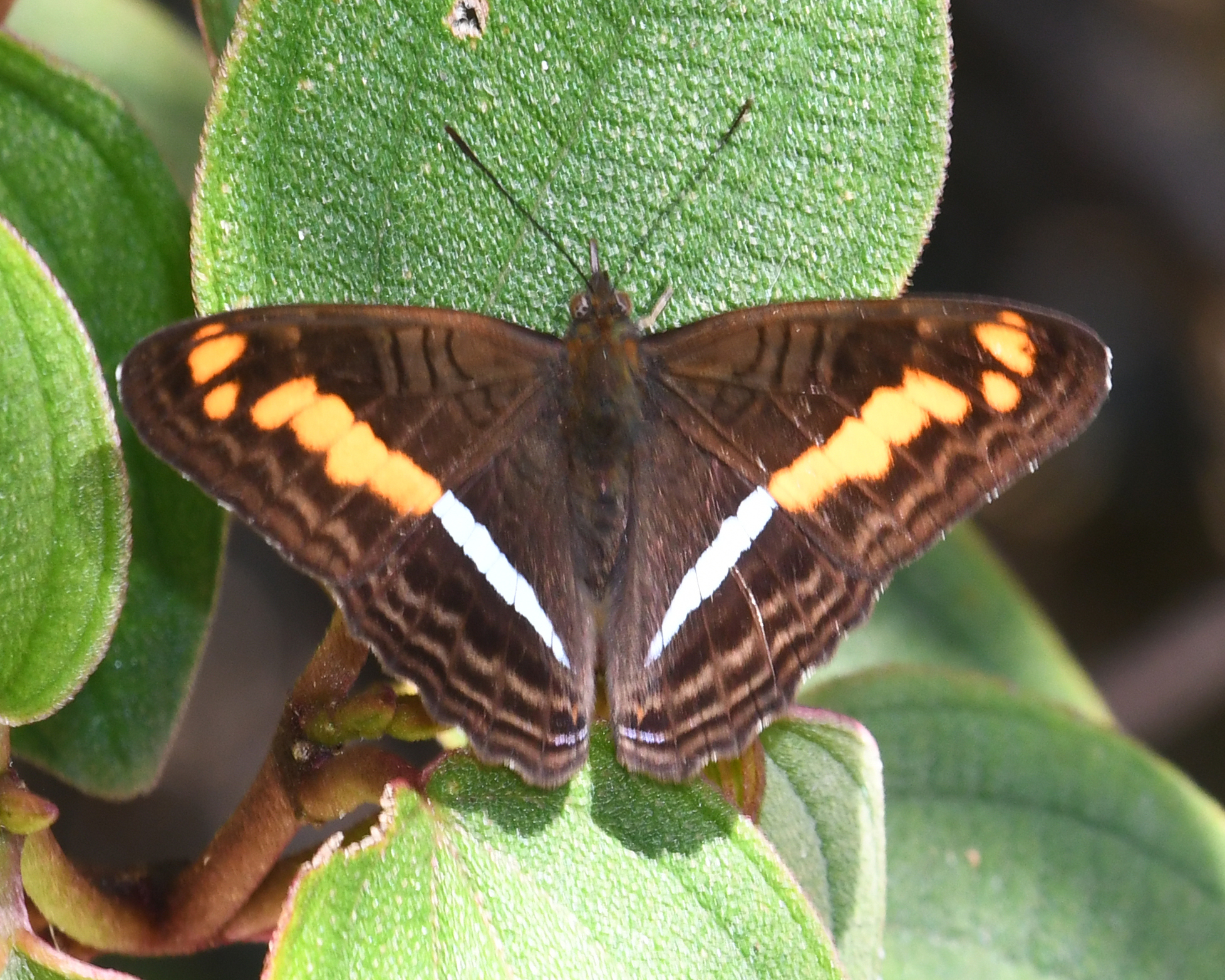 Limenitis olynthia image