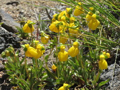 Calceolaria polyrhiza
