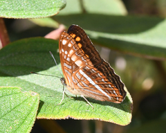 Adelpha olynthia