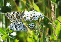 Melanargia russiae