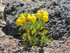 Calceolaria polyrhiza