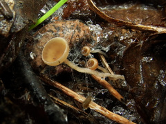 Ciboria coryli