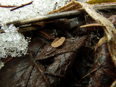 Ciboria coryli