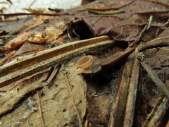 Ciboria coryli