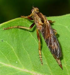 Asilus sericeus