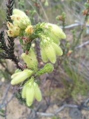 Erica sparrmanni