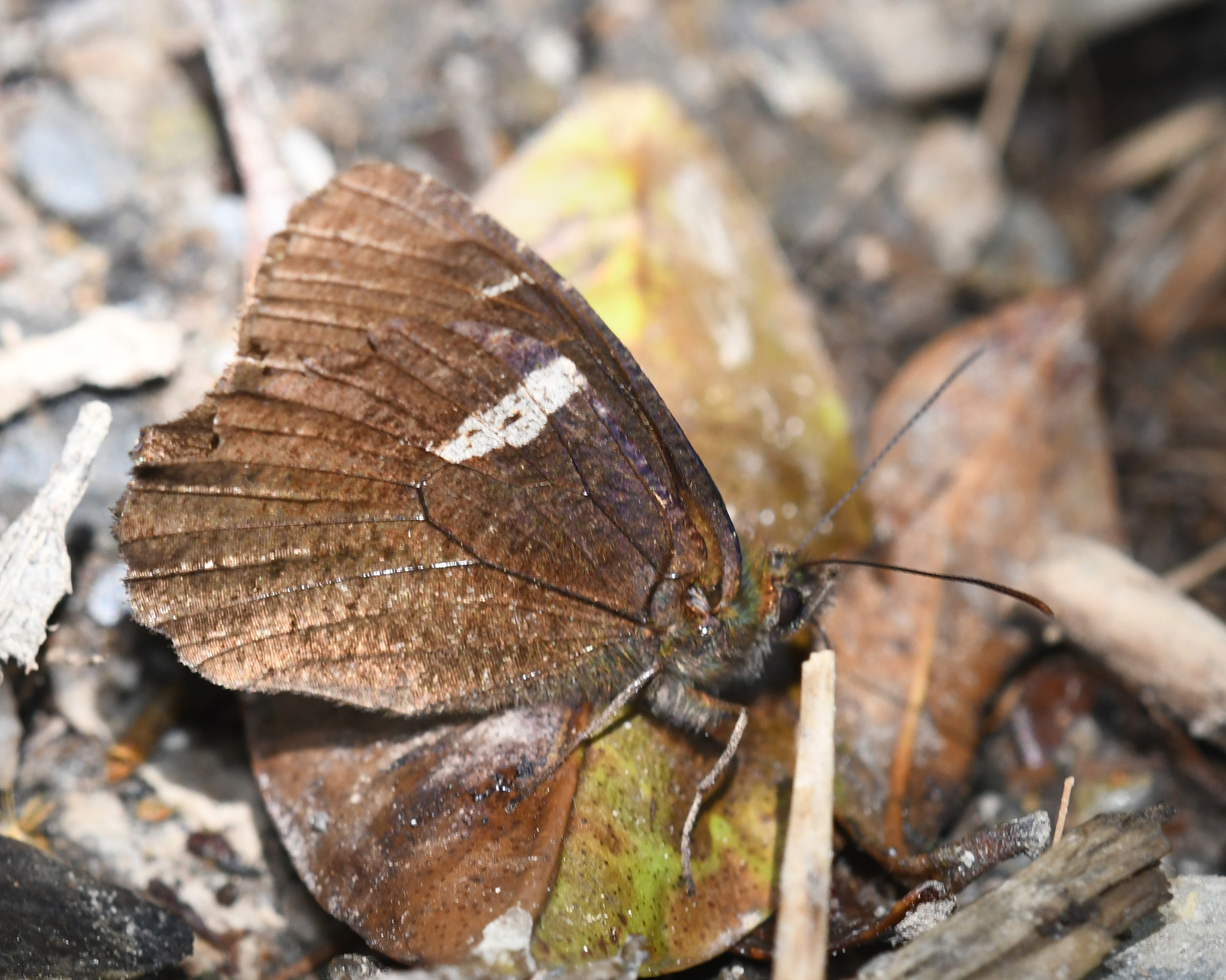 Pedaliodes porcia image