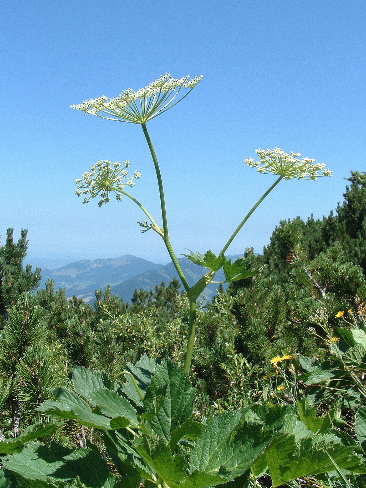 Peucedanum ostruthium
