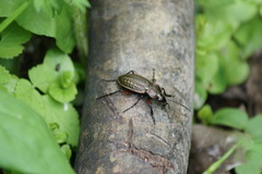 Carabus cancellatus