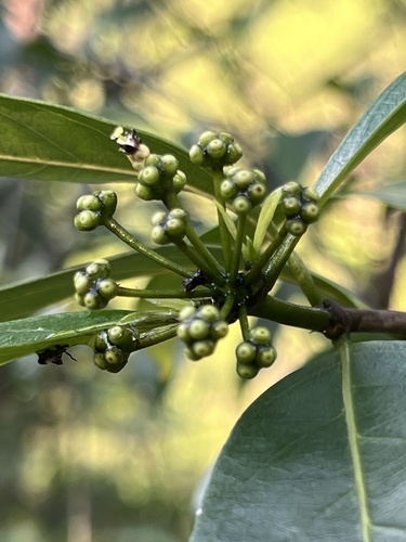 Morinda umbellata iNat (2)