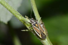Horistus orientalis