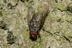 Phaonia valida