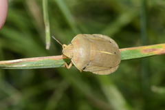 Eurygaster austriaca