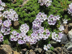 Junellia micrantha