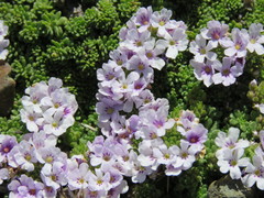 Junellia micrantha