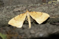 Gandaritis pyraliata