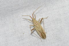 Miridius quadrivirgatus