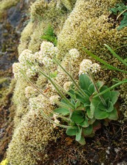 Micranthes hitchcockiana