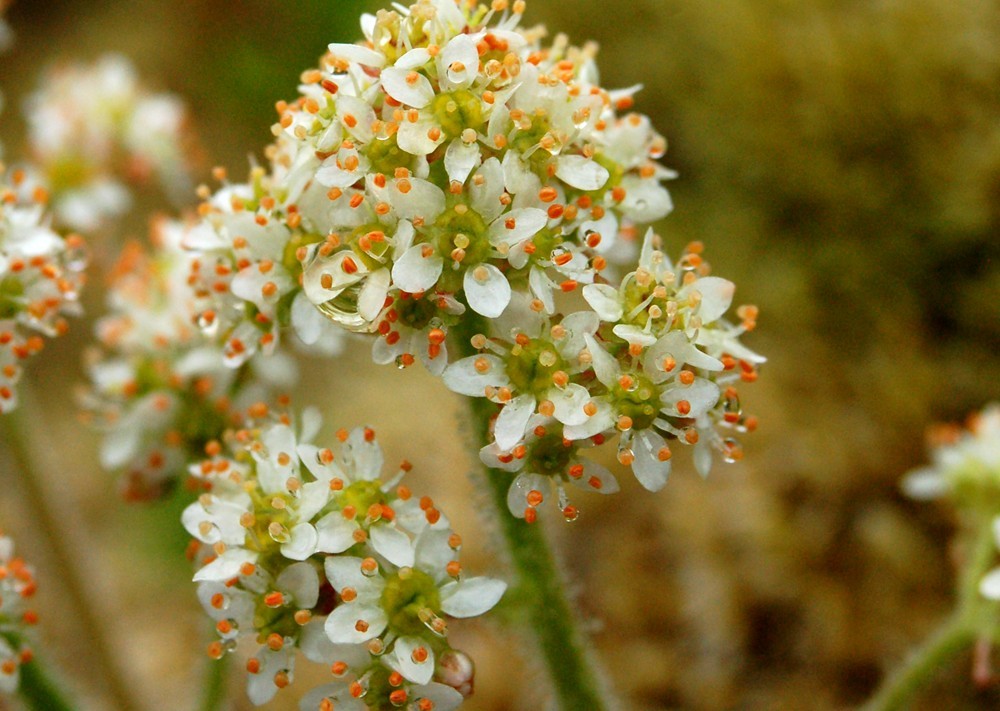 Micranthes hitchcockiana