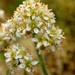 Saddle Mountain Saxifrage - Photo (c) Mike Patterson, some rights reserved (CC BY-NC)