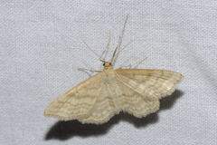 Idaea macilentaria