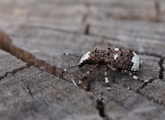 Platystomos albinus