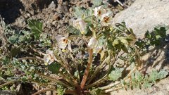 Chylismia claviformis aurantiaca
