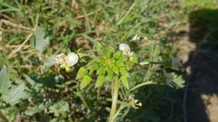 Chylismia claviformis aurantiaca