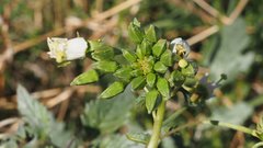 Chylismia claviformis aurantiaca