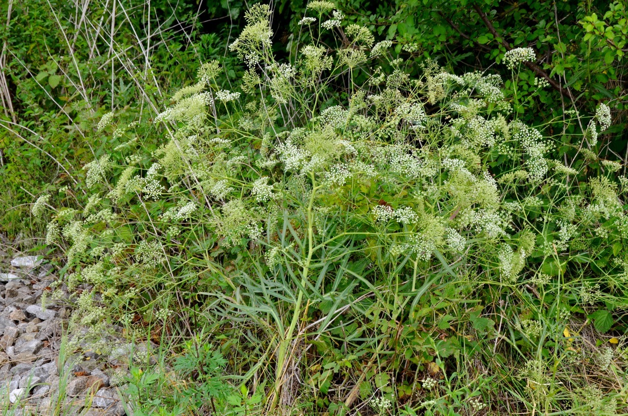 Falcaria