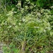 Falcaria vulgaris - Photo (c) Gernot HOCHMUELLER, algunos derechos reservados (CC BY)