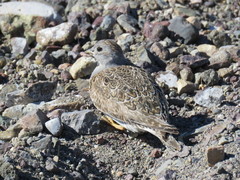 Thinocorus rumicivorus