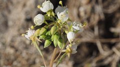 Chylismia claviformis aurantiaca