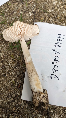 Amanita longistriata