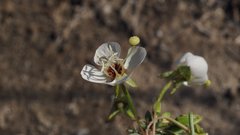 Chylismia claviformis aurantiaca