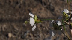 Chylismia claviformis aurantiaca