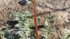 Chylismia claviformis aurantiaca