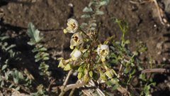 Chylismia claviformis aurantiaca