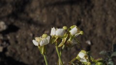 Chylismia claviformis aurantiaca
