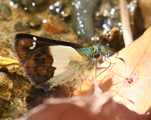 Dimidiatus Skipperling