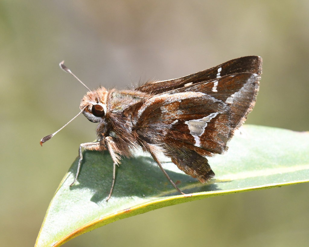 Thona Skipper
